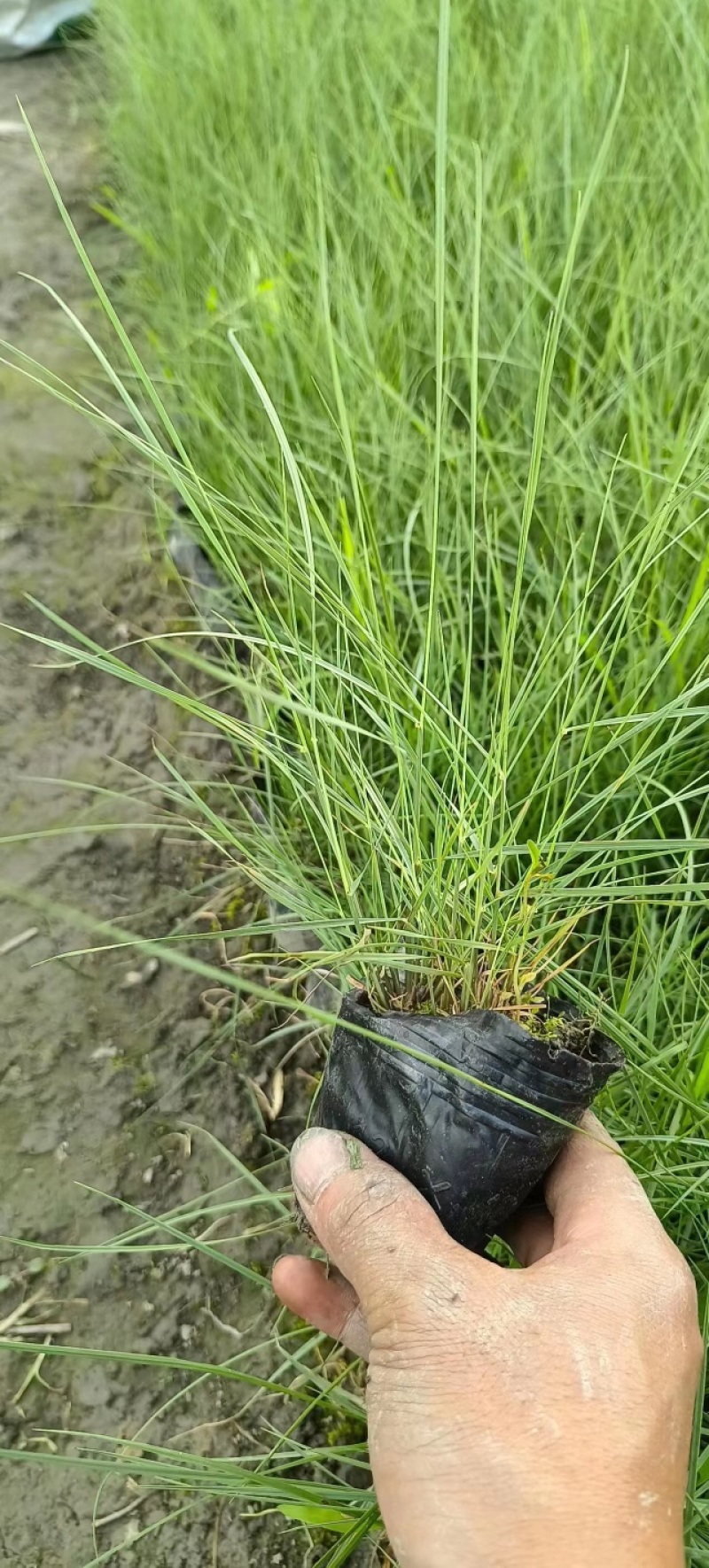 粉黛乱子草杯苗，粉黛乱子草成都基地实拍，粉黛乱子草哪里有