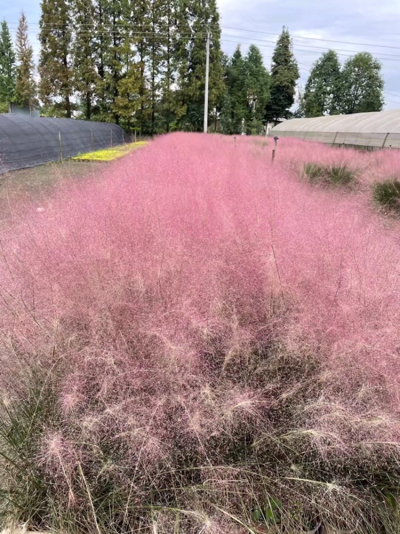 粉黛乱子草杯苗，粉黛乱子草成都基地实拍，粉黛乱子草哪里有