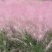 粉黛乱子草杯苗，粉黛乱子草成都基地实拍，粉黛乱子草哪里有