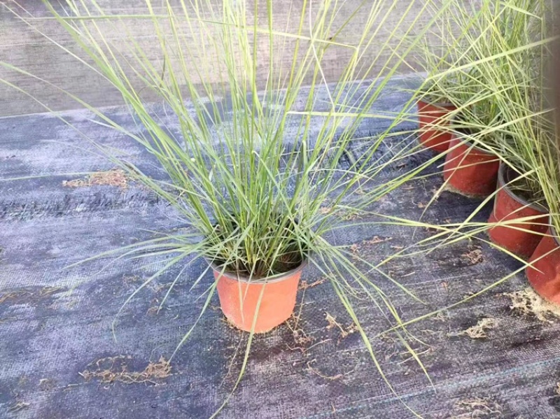 粉黛乱子草杯苗，粉黛乱子草成都基地实拍，粉黛乱子草哪里有