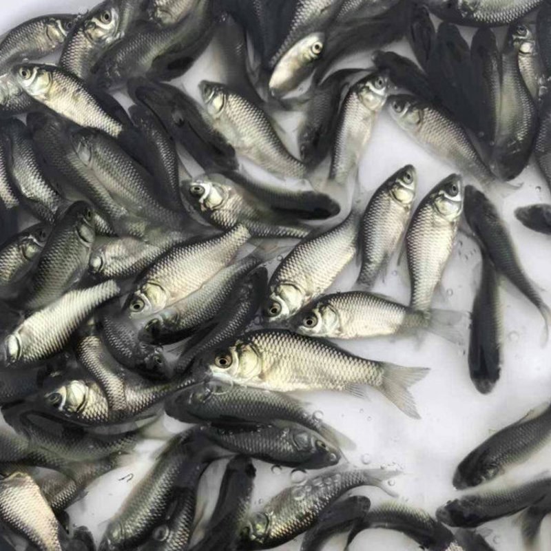 鲫鱼苗中科5号鲫鱼苗生长速度快抗病力强肉质鲜美