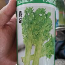 【优质】四季小香芹菜种子香味浓口感好品质好