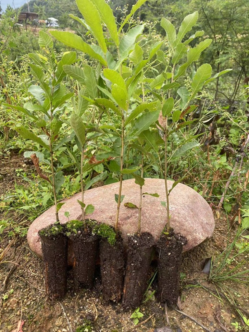 栓皮栎苗，栓皮栎袋苗，麻栗苗，麻栎苗