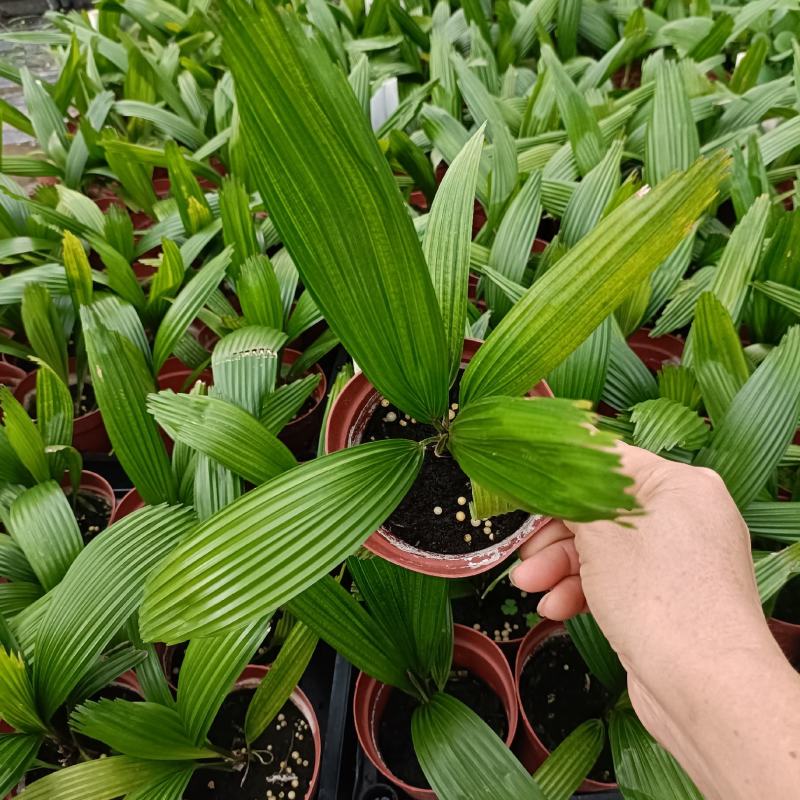 圆叶轴榈圆叶刺轴榈棕榈科观赏盆栽绿植花卉四季常青美观