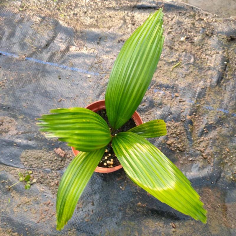圆叶轴榈圆叶刺轴榈棕榈科观赏盆栽绿植花卉四季常青美观