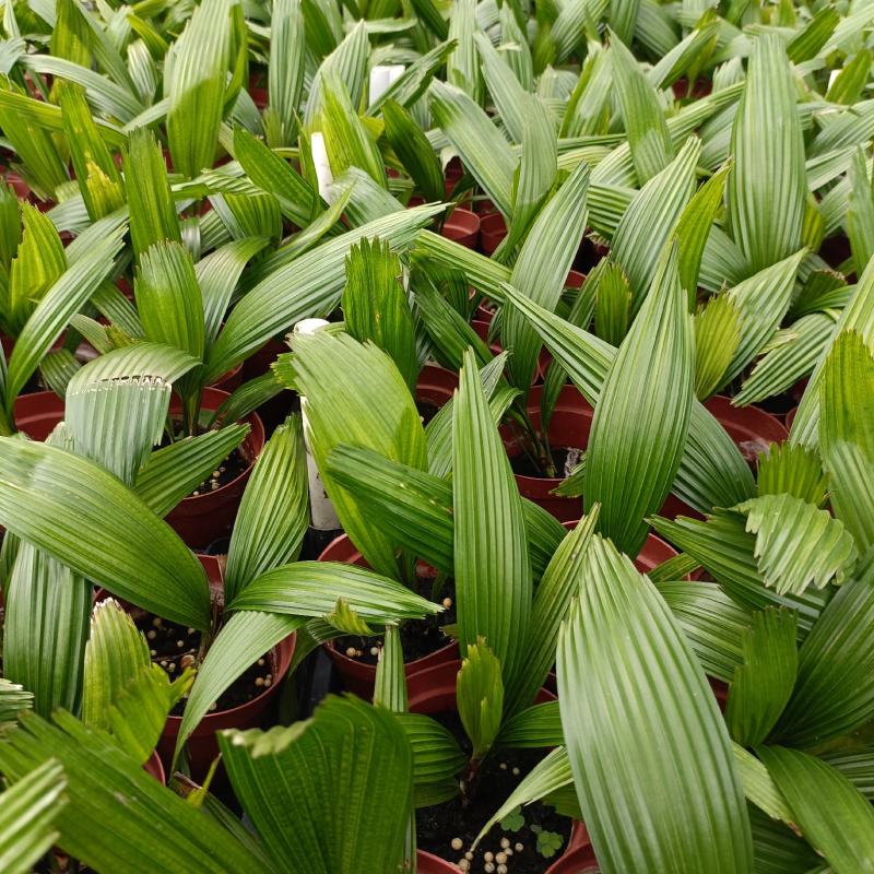 圆叶轴榈圆叶刺轴榈棕榈科观赏盆栽绿植花卉四季常青美观