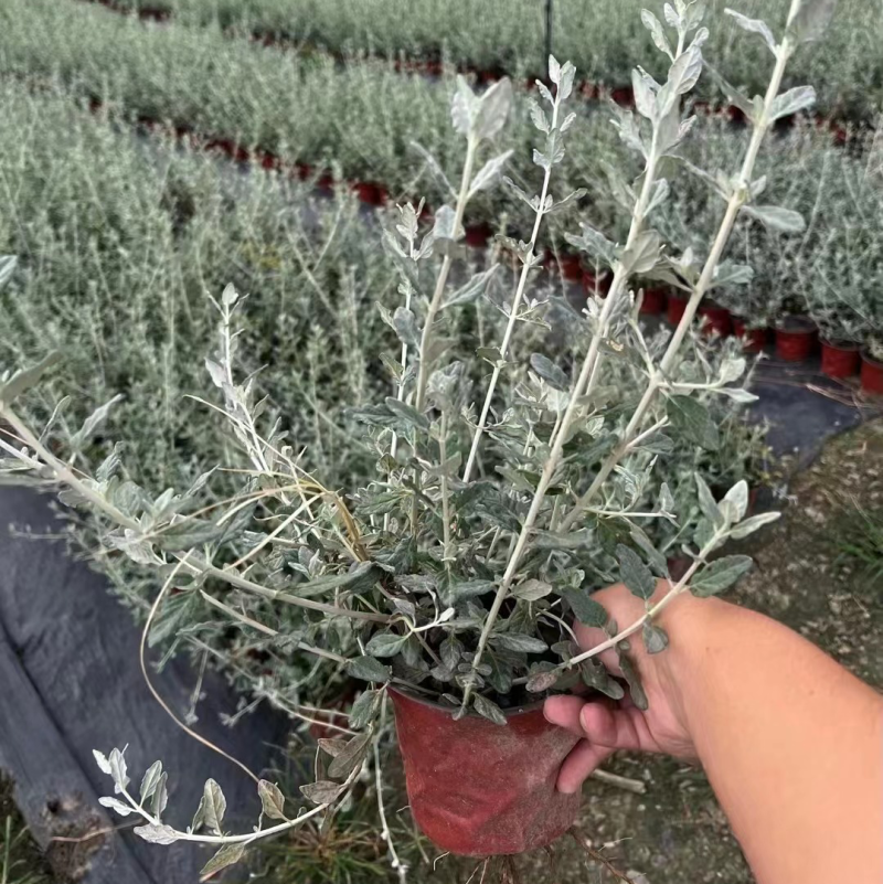 水果兰杯苗价格，成都水果兰实拍图片，水果兰批发价，郫县