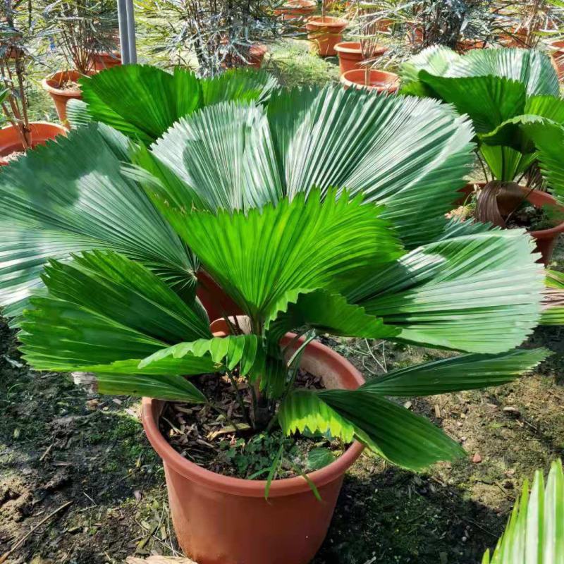 圆叶轴榈圆叶刺轴榈棕榈科观赏盆栽绿植花卉四季常青美观