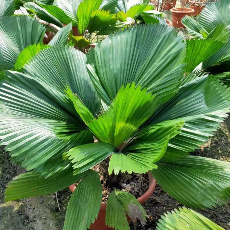 圆叶轴榈圆叶刺轴榈棕榈科观赏盆栽绿植花卉四季常青美观