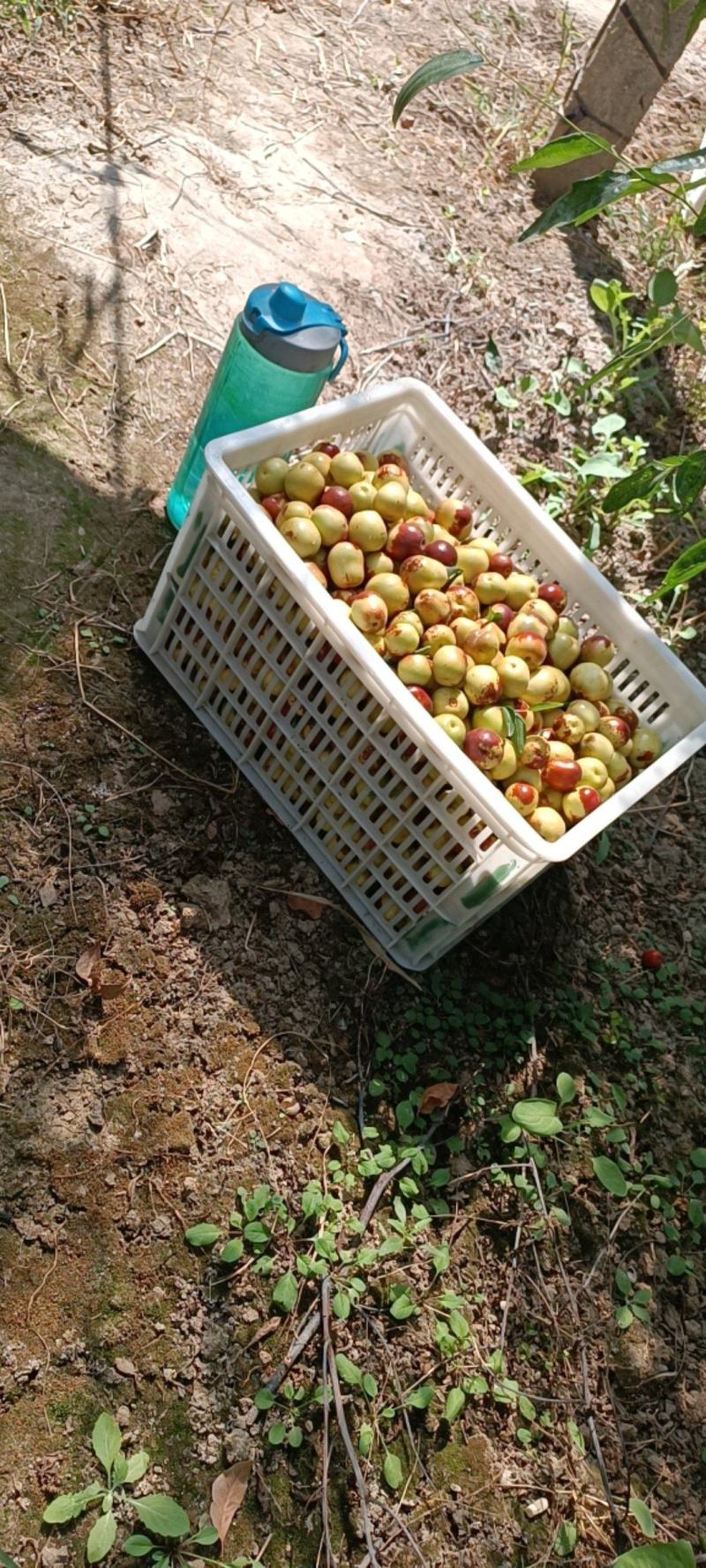 沾化冬枣脆甜枣