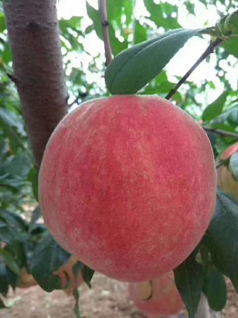 中华寿桃批发零售