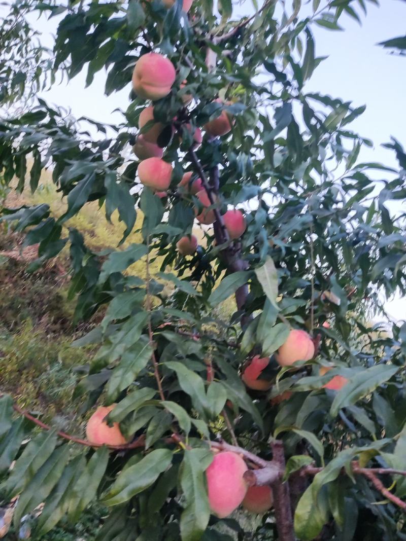 中华寿桃批发零售