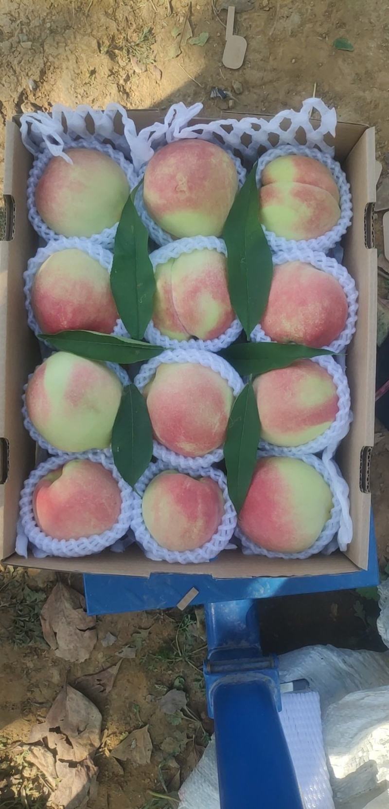 中华寿桃批发零售