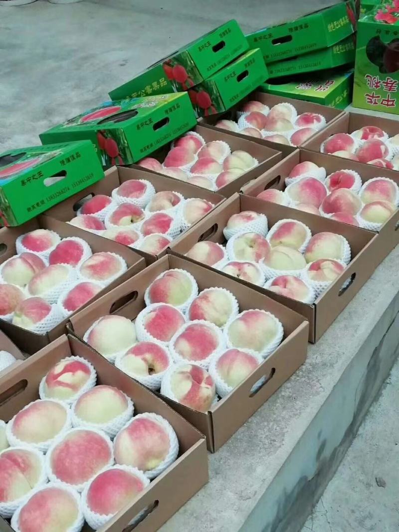 中华寿桃批发零售