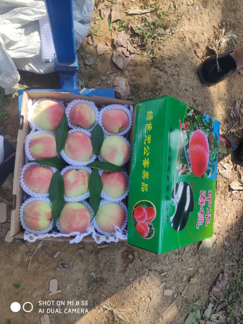 中华寿桃批发零售