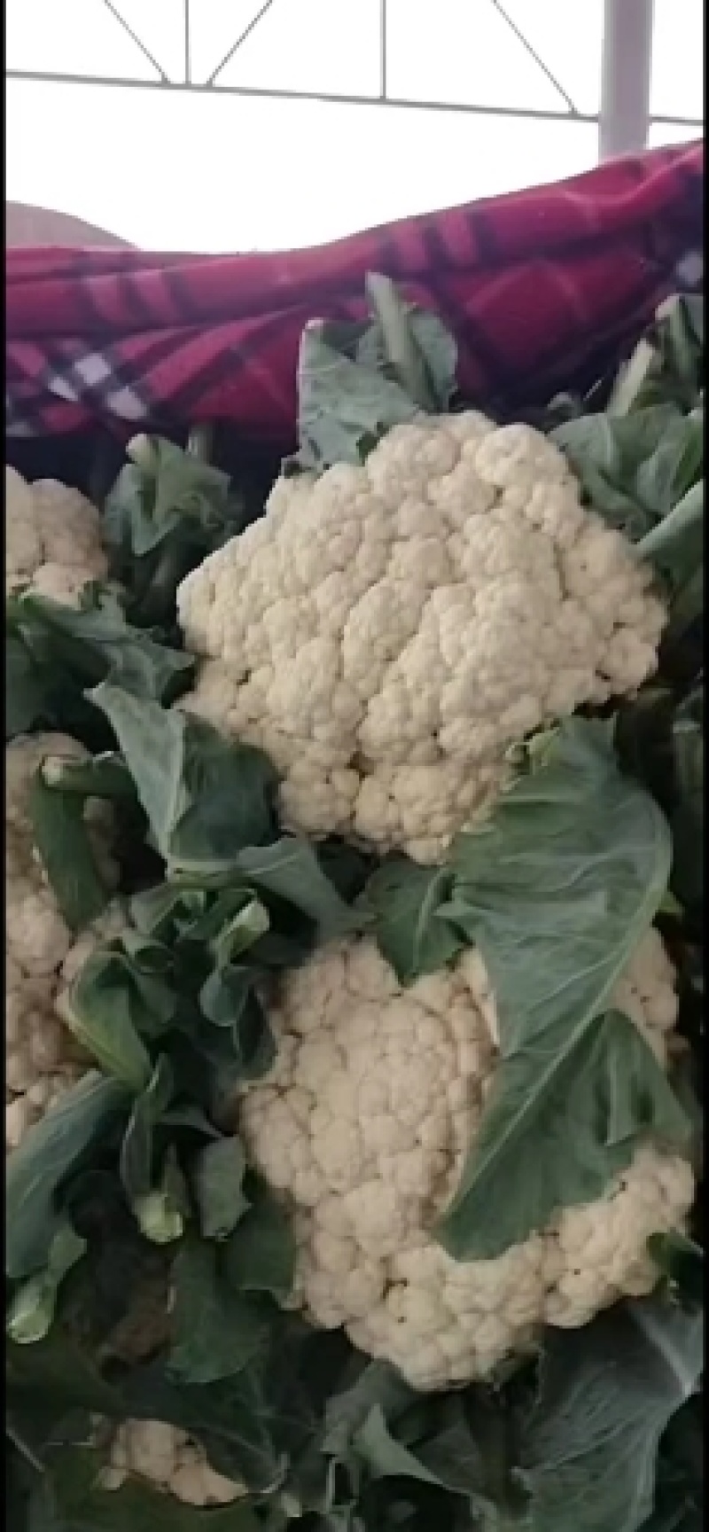 邯郸本地菜花大量上市有需要的老板可以联系我