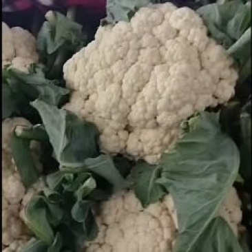 邯郸本地菜花大量上市有需要的老板可以联系我