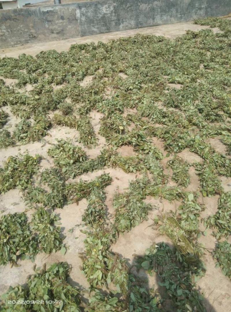 广东本地狸尾草（羊咩香）干货干货干货干货干货