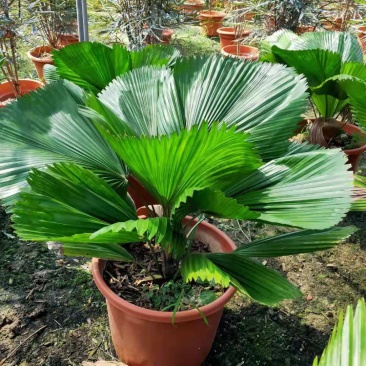 圆叶轴榈圆叶刺轴榈棕榈科观赏盆栽绿植花卉四季常青美观