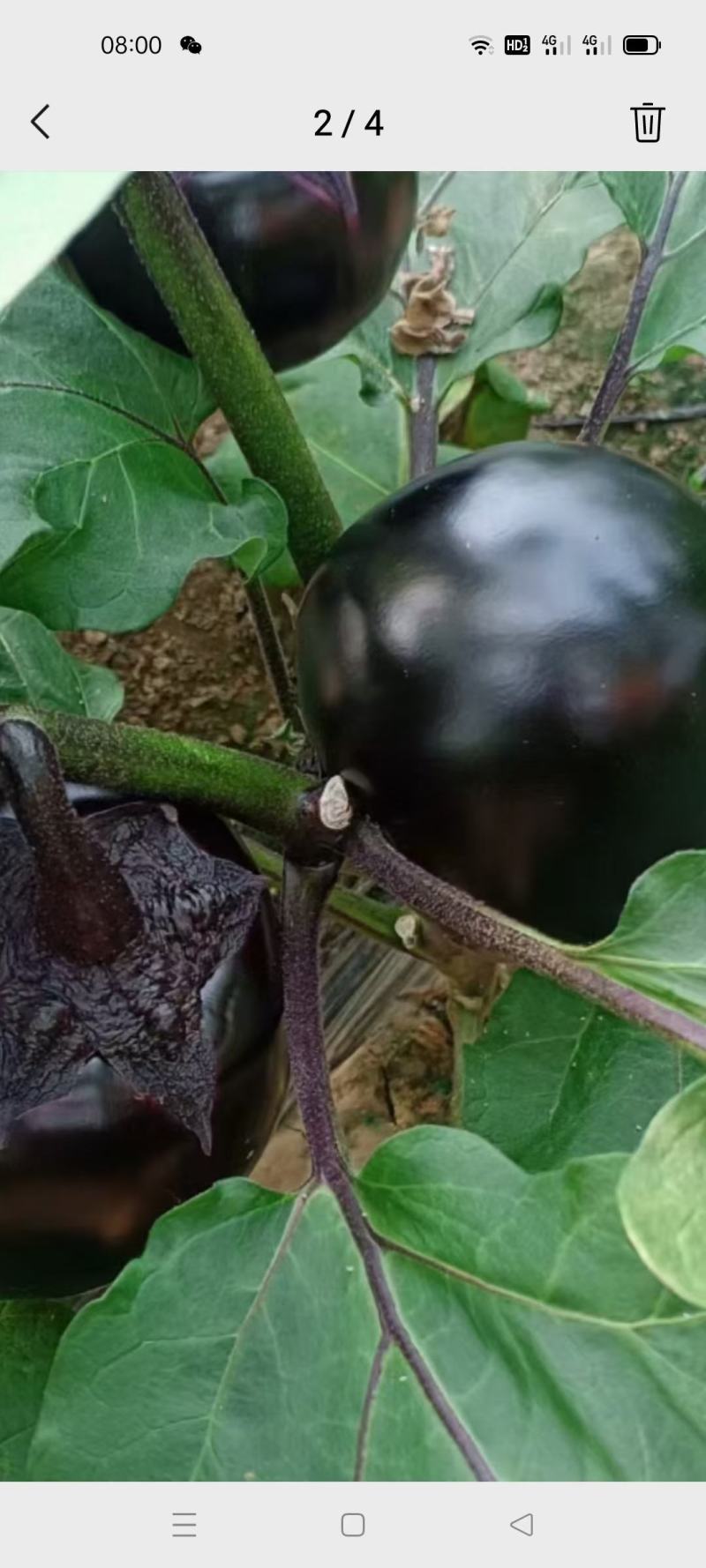 精品圆茄大量上市中