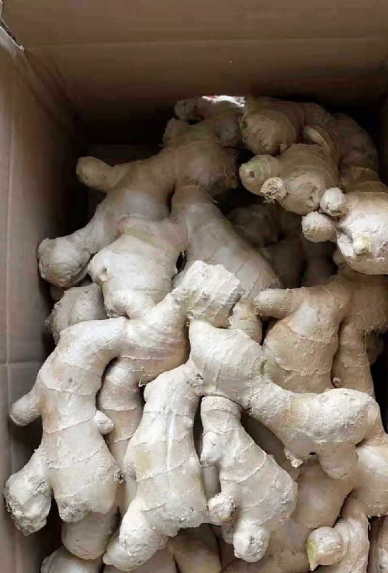 优质大黄姜小黄姜泥姜水洗姜各种姜，价格优惠保质保量