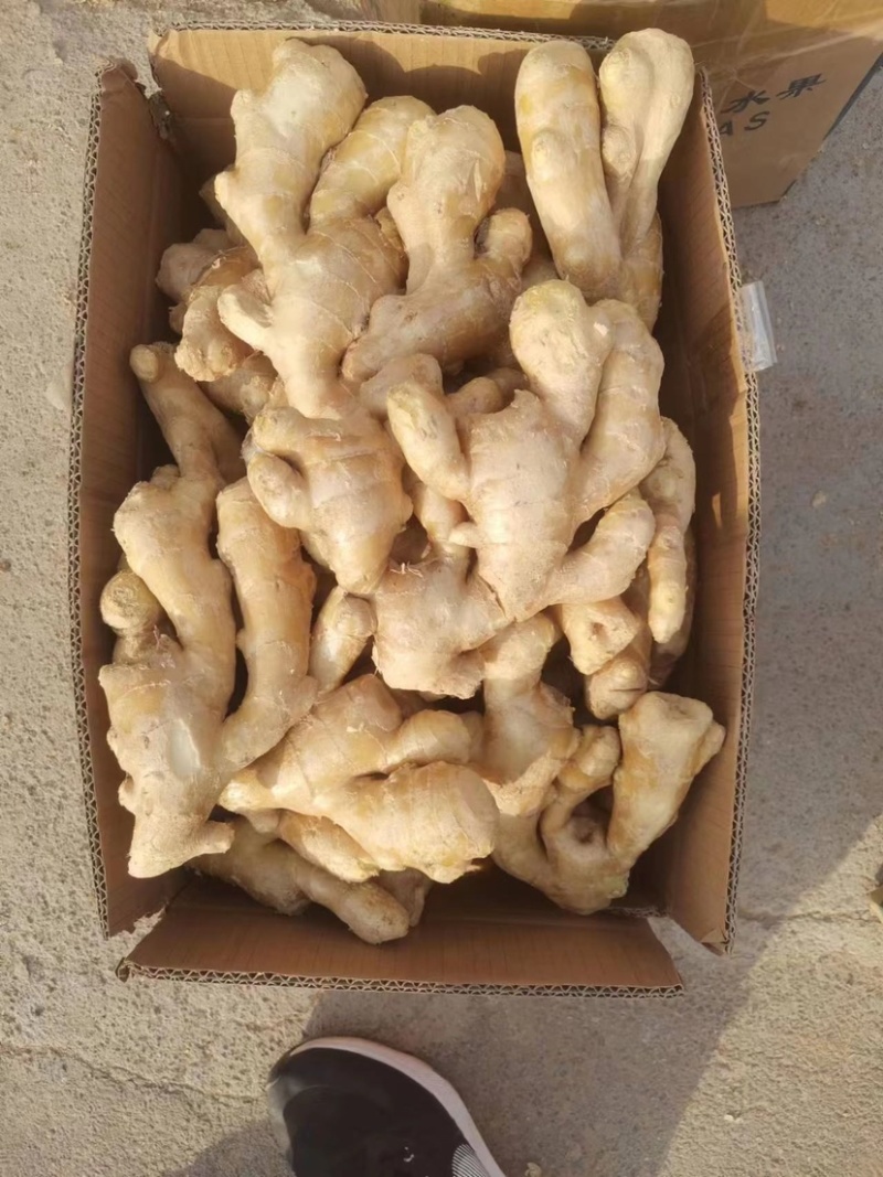优质大黄姜小黄姜泥姜水洗姜各种姜，价格优惠保质保量