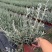 水果兰杯苗价格，成都水果兰实拍图片，水果兰批发价，郫县