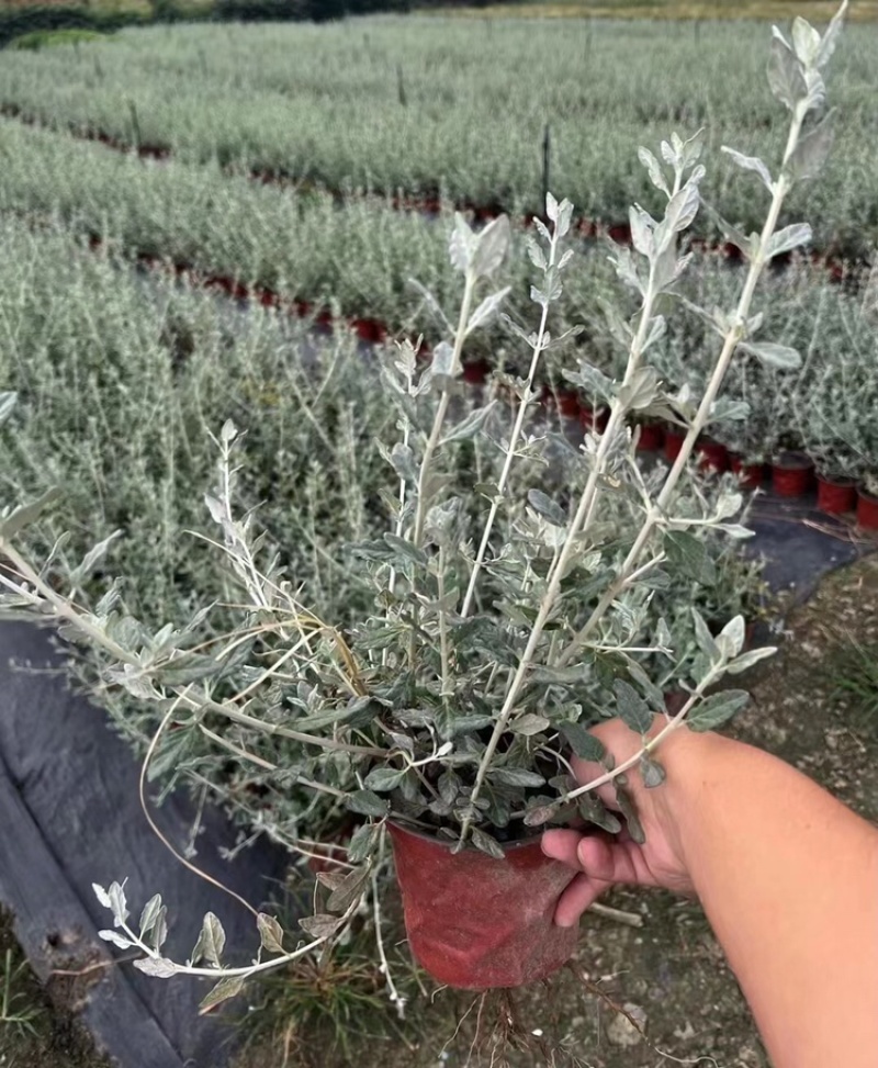水果兰杯苗价格，成都水果兰实拍图片，水果兰批发价，郫县