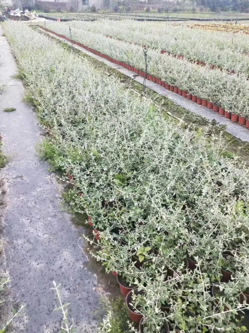 水果兰杯苗价格，成都水果兰实拍图片，水果兰批发价，郫县