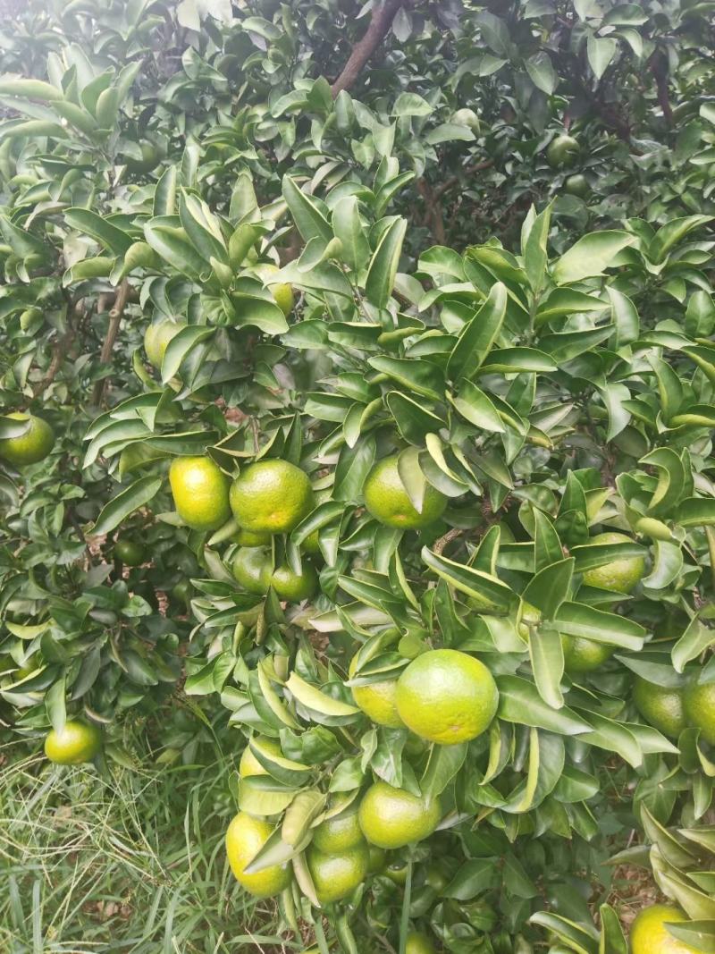 湖南蜜桔大量上市皮薄多汁欢迎客商来选购