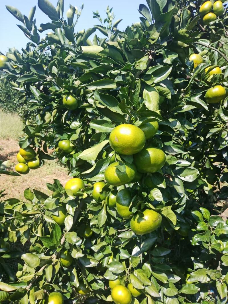 湖南蜜桔大量上市皮薄多汁欢迎客商来选购