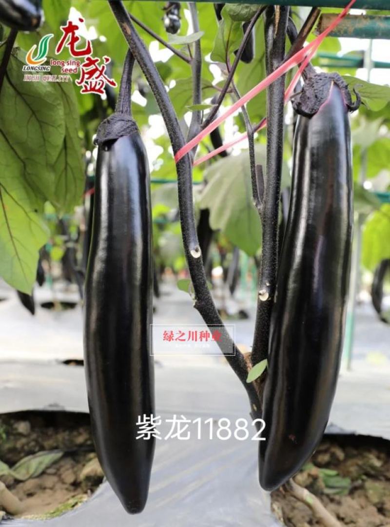 紫龙11882春秋两用茄子种子油黑亮丽黑长茄种子肉淡绿