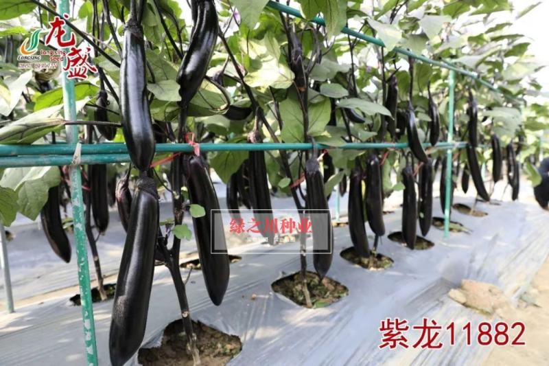 紫龙11882春秋两用茄子种子油黑亮丽黑长茄种子肉淡绿