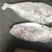 马面鱼大马面鱼耗儿鱼大剥皮鱼4斤以上马面鱼