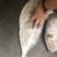 马面鱼大马面鱼耗儿鱼大剥皮鱼4斤以上马面鱼