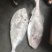 马面鱼大马面鱼耗儿鱼大剥皮鱼4斤以上马面鱼
