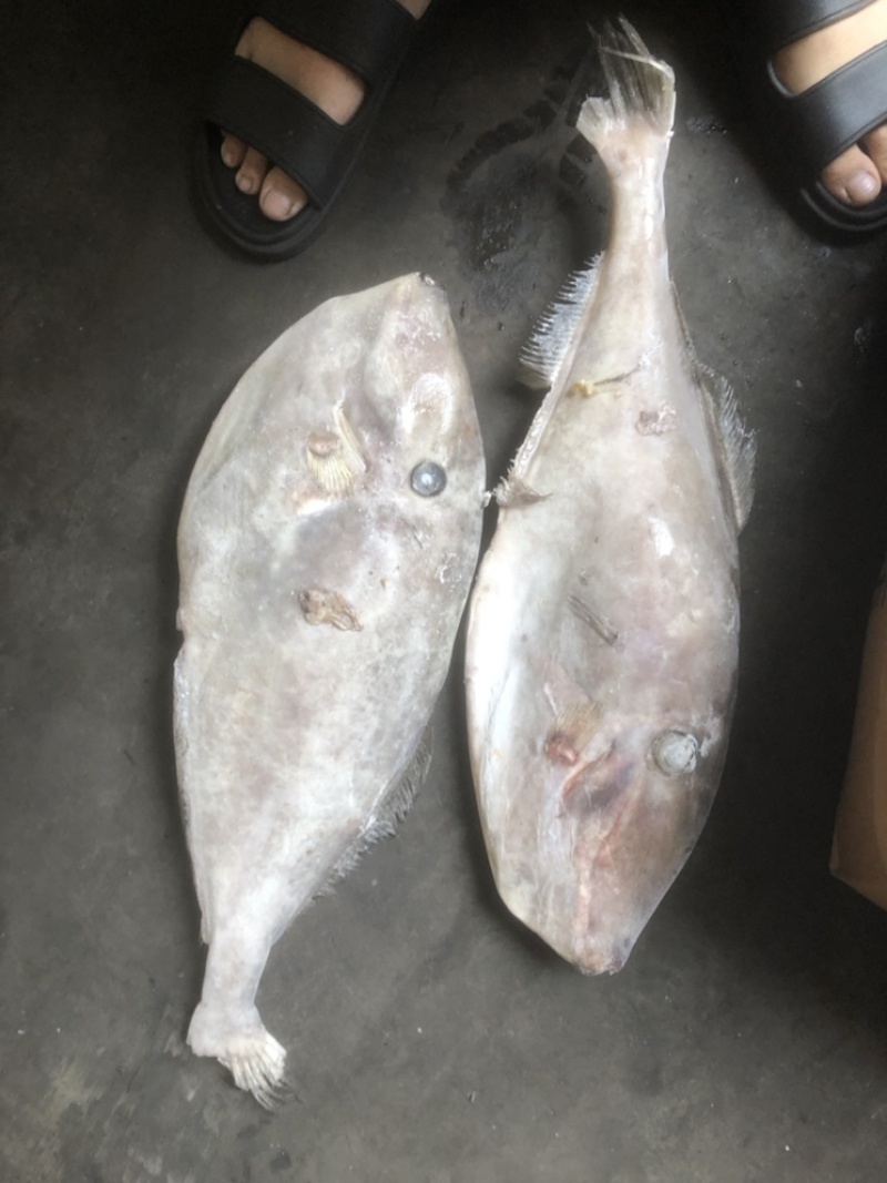 马面鱼大马面鱼耗儿鱼大剥皮鱼4斤以上马面鱼