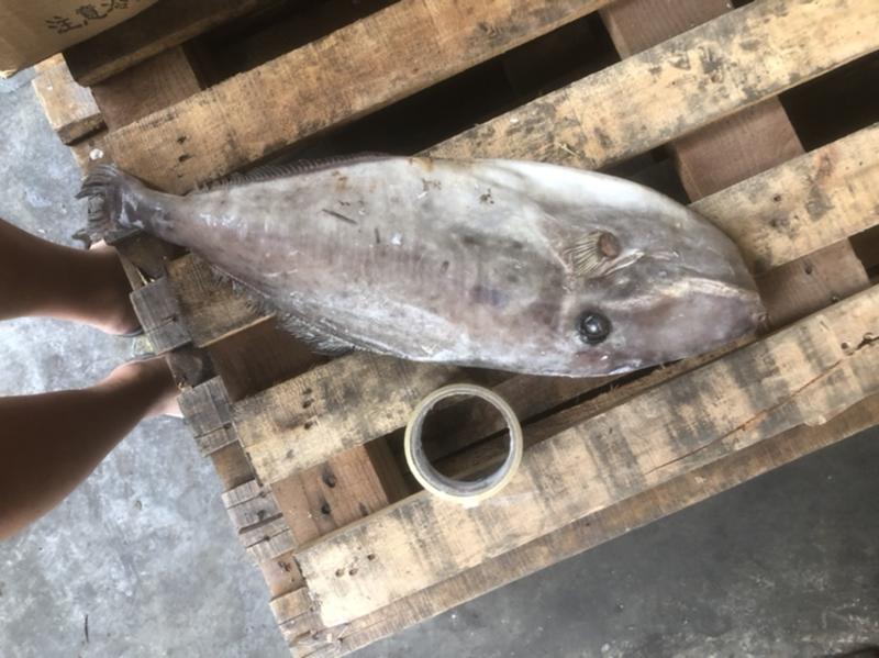 马面鱼大马面鱼耗儿鱼大剥皮鱼4斤以上马面鱼