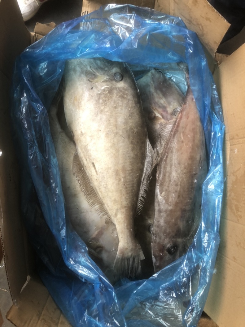 马面鱼大马面鱼耗儿鱼大剥皮鱼4斤以上马面鱼