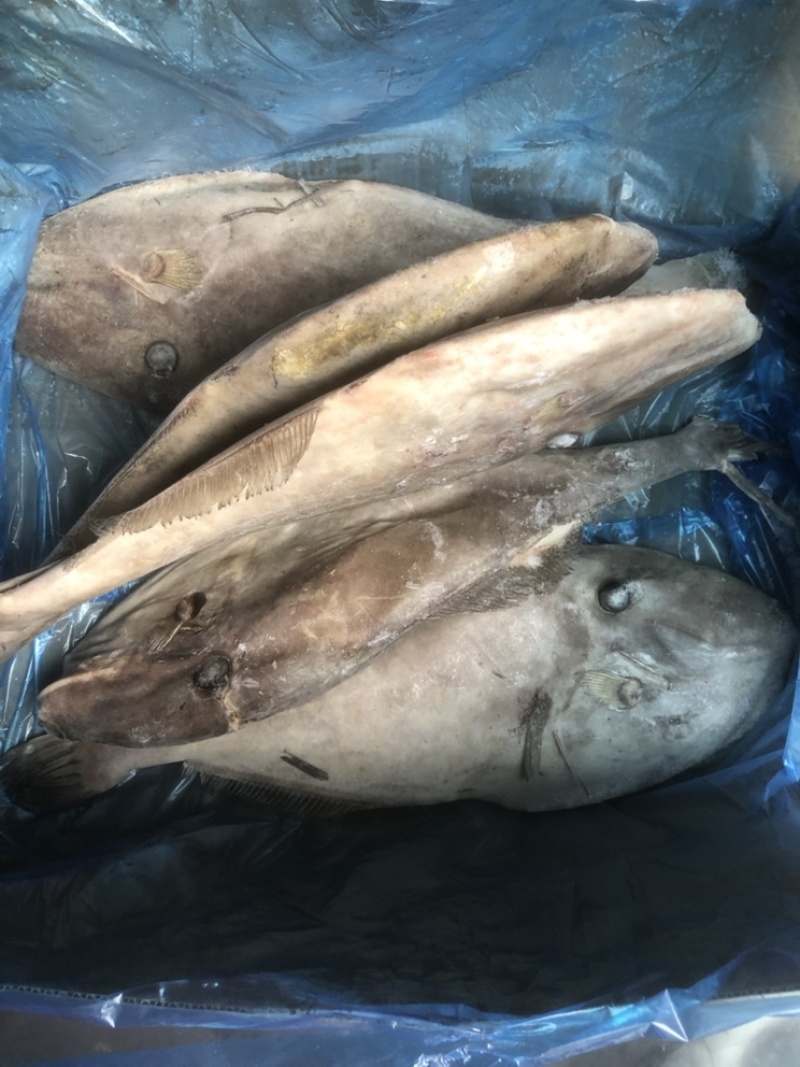 马面鱼大马面鱼耗儿鱼大剥皮鱼4斤以上马面鱼