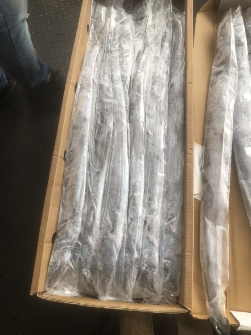 马面鱼大马面鱼耗儿鱼大剥皮鱼4斤以上马面鱼