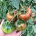 普罗旺斯西红柿苗口感西红柿苗硬粉西红柿苗水果番茄番