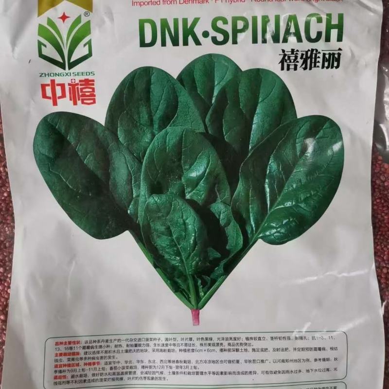 菠菜种子大黑圆叶耐寒菠菜种子抗病性强