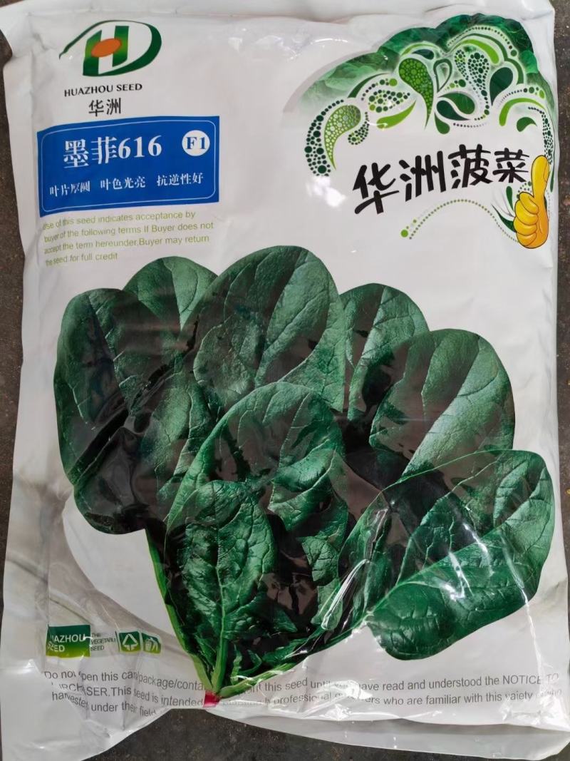 菠菜种子大黑圆叶耐寒菠菜种子抗病性强
