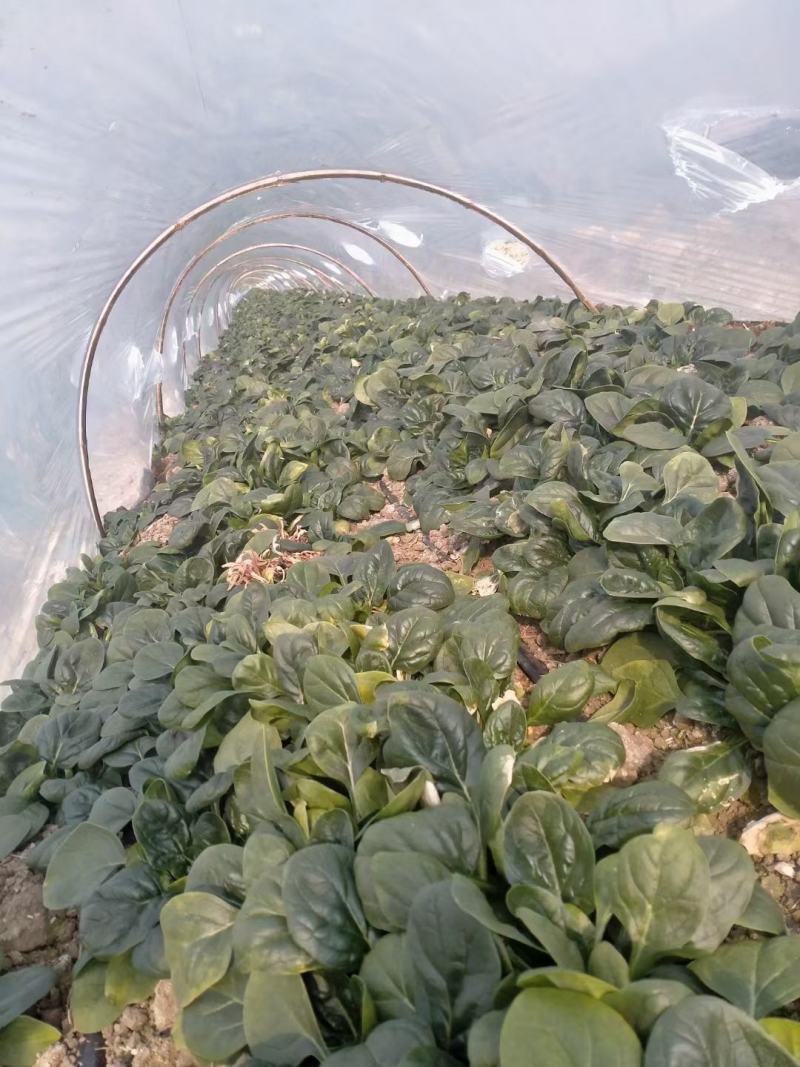 菠菜种子大黑圆叶耐寒菠菜种子抗病性强