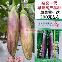 龙盛红花郎茄子种子早熟高产茄子果面浅绿色带紫红色细条纹