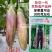 龙盛红花郎茄子种子早熟高产茄子果面浅绿色带紫红色细条纹