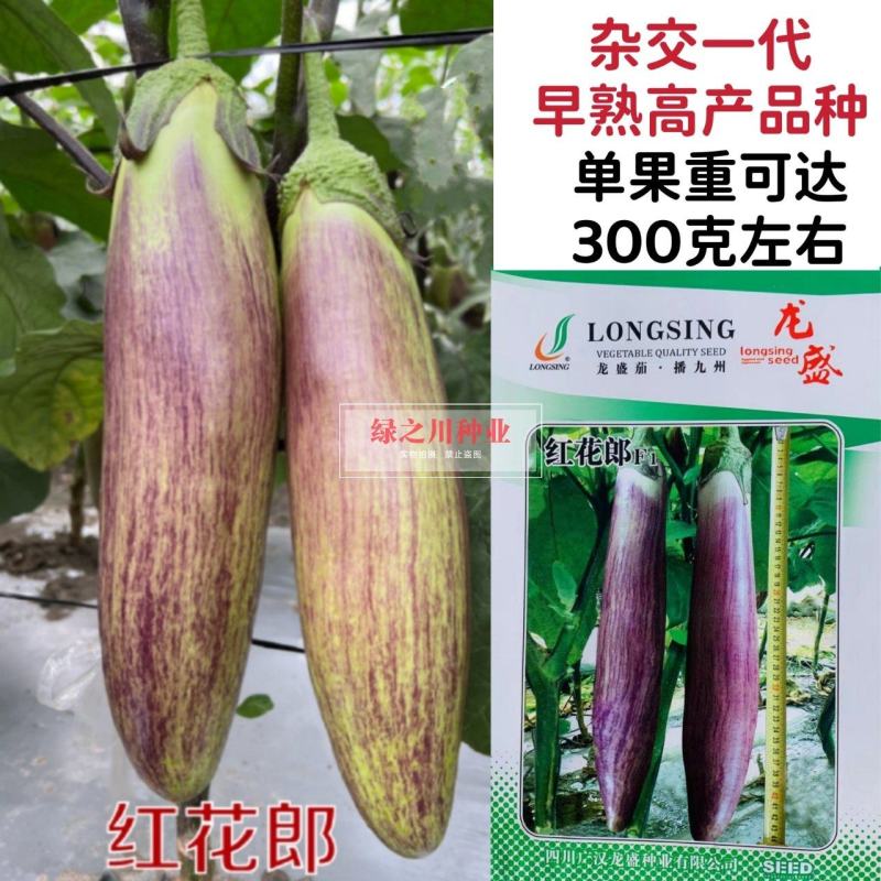 龙盛红花郎茄子种子早熟高产茄子果面浅绿色带紫红色细条纹