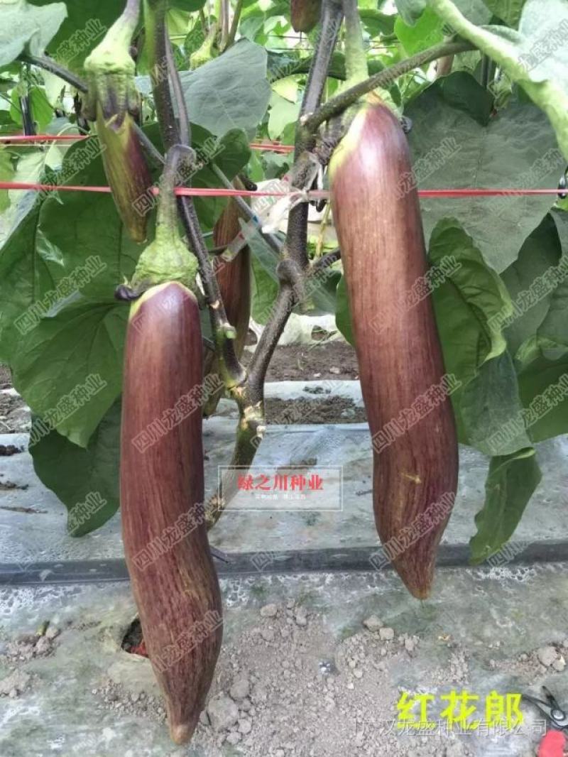 龙盛红花郎茄子种子早熟高产茄子果面浅绿色带紫红色细条纹