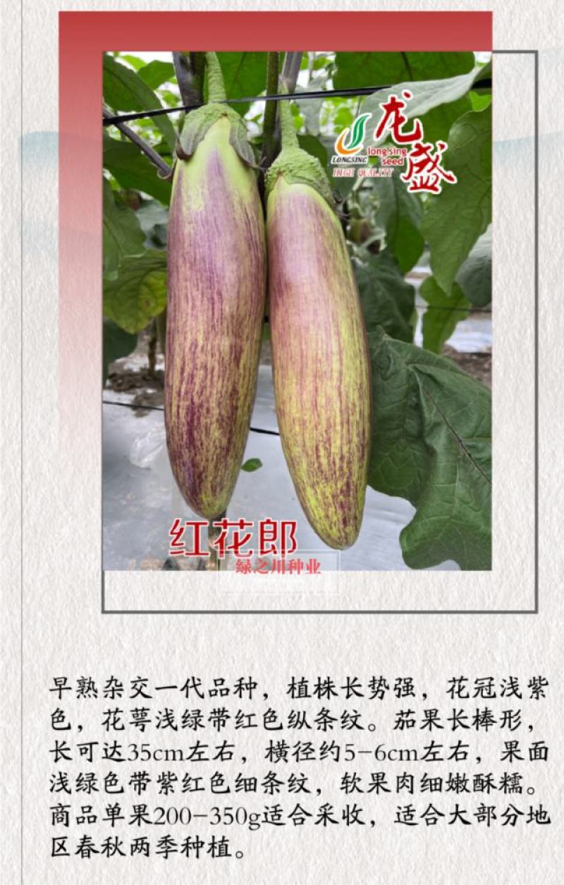 龙盛红花郎茄子种子早熟高产茄子果面浅绿色带紫红色细条纹